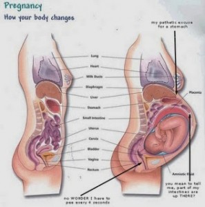 How your Body Changes